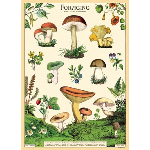 Cavallini Decorative Posters - Foraging