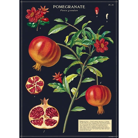 Cavallini Decorative Poster - Pomegranate
