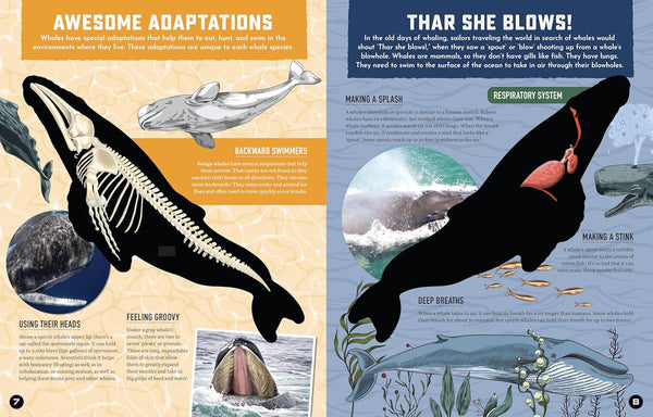 Inside Out Whale: Discover the World's Biggest, Smartest Swimmers (Inside Out, Chartwell)