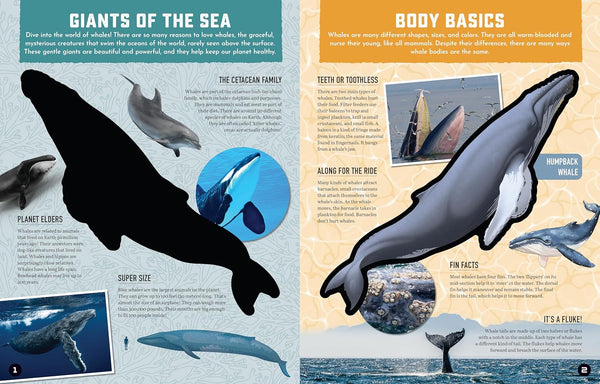 Inside Out Whale: Discover the World's Biggest, Smartest Swimmers (Inside Out, Chartwell)
