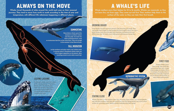 Inside Out Whale: Discover the World's Biggest, Smartest Swimmers (Inside Out, Chartwell)
