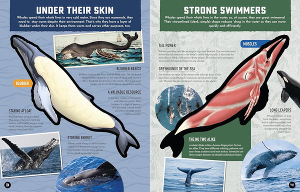Inside Out Whale: Discover the World's Biggest, Smartest Swimmers (Inside Out, Chartwell)