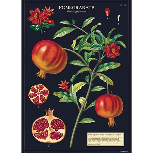 Cavallini Decorative Poster - Pomegranate