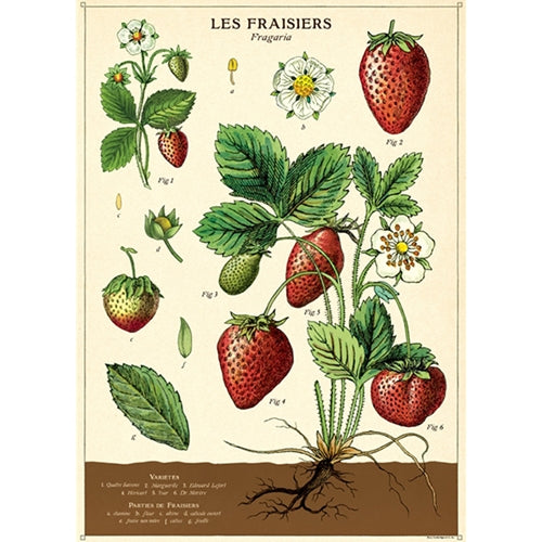 Cavallini Decorative Poster - Strawberry