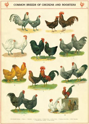 Cavallini Decorative Posters - Chickens