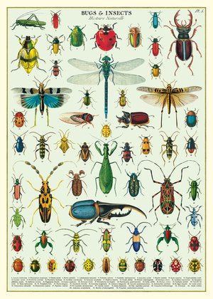 Cavallini Decorative Posters - Bugs and Insects