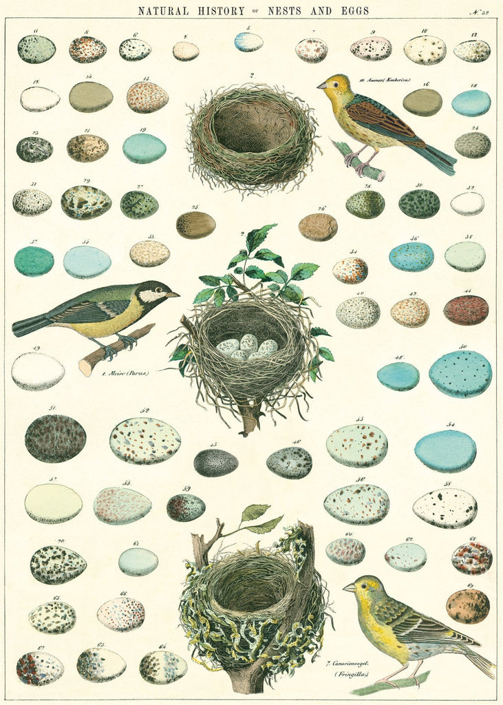 Cavallini Decorative Poster - Natural History Birds