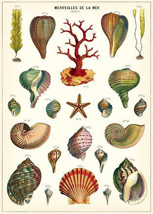 Cavallini Decorative Posters - Seashell