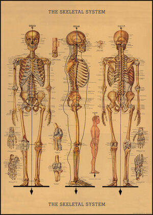 Cavallini Decorative Poster - Skeleton